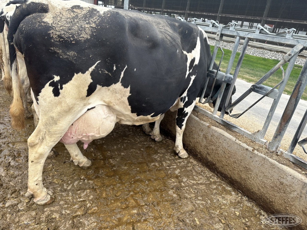 Holstein Cow  642